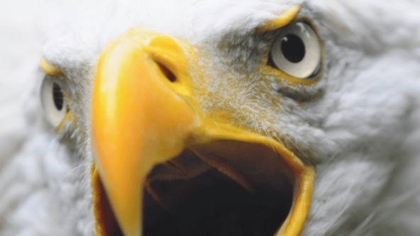 The Challenges facing the Challenger Banks: what’s holding back a European invasion? (1/2)